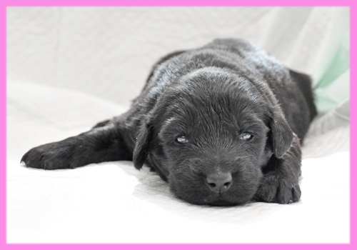 フラットコーテッドレトリバー　メス　子犬販売の専門店　AngelWan　横浜