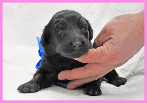 フラットコーテッドレトリバー メス 子犬販売の専門店 AngelWan 横浜