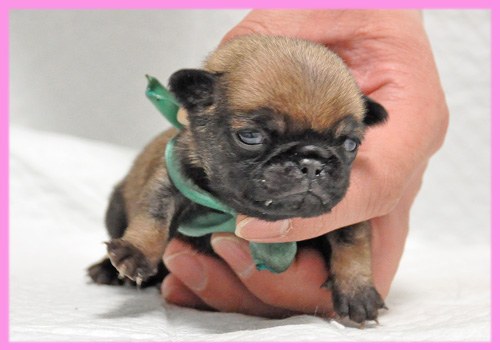 パグ　フォーン　メス　子犬販売の専門店　AngelWan　横浜
