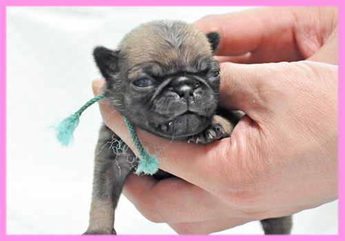 パグ　フォーン　メス　子犬販売の専門店　AngelWan　横浜