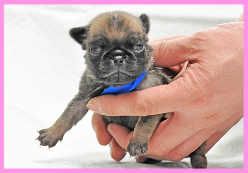 パグ フォーン メス 子犬販売の専門店 AngelWan 横浜