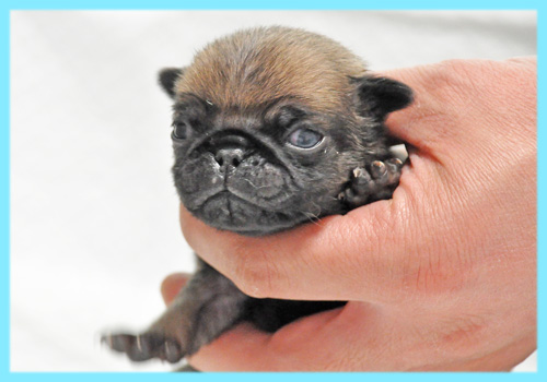 パグ　フォーン　オス　子犬販売の専門店　AngelWan　横浜
