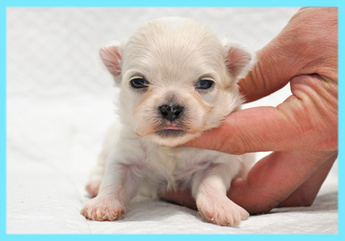 ミックス　シーズー　チワワ　オス　子犬販売の専門店　AngelWan　横浜