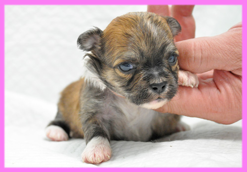 ミックス　シーズー　チワワ　メス　子犬販売の専門店　AngelWan　横浜