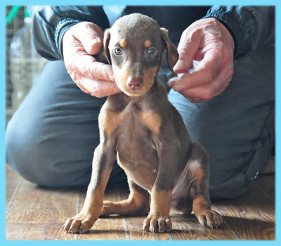 ドーベルマン　チョコレートタン　オス　子犬販売の専門店　AngelWan　横浜