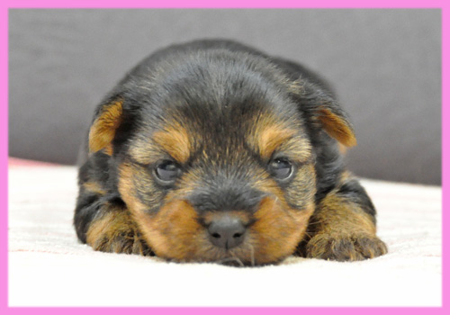 ヨークシャーテリア　メス　子犬販売の専門店　AngelWan　横浜