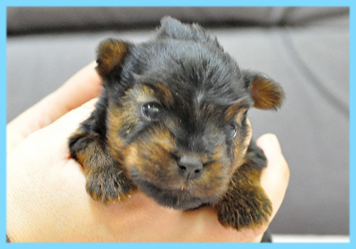 ヨークシャーテリア　オス　子犬販売の専門店　AngelWan　横浜