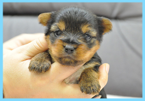 ヨークシャーテリア オス 子犬販売の専門店 AngelWan 横浜