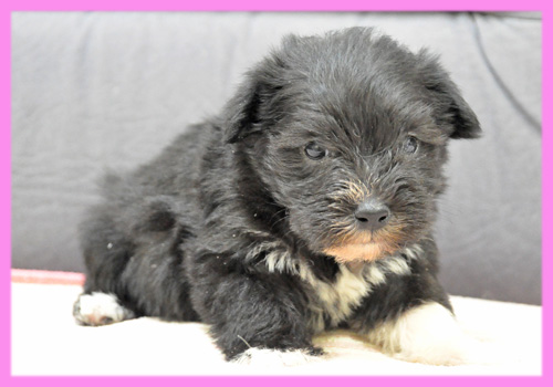 ヨークシャーテリア　メス　子犬販売の専門店　AngelWan　横浜