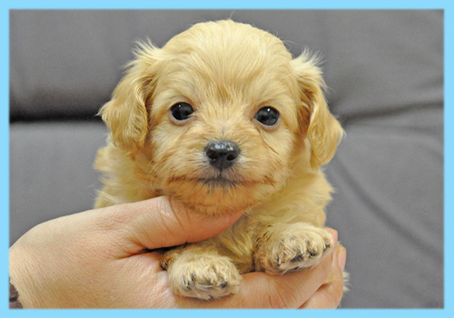 ミックス チワワ トイプードル クリーム オス 子犬販売の専門店 AngelWan 横浜