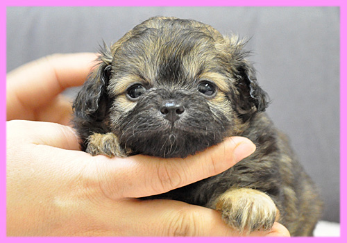 ミックス チワワ トイプードル フォーン メス 子犬販売の専門店 AngelWan 横浜