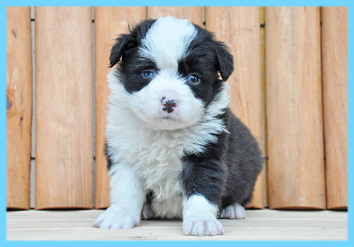ボーダーコリー　ブラック＆ホワイト　オス　子犬販売の専門店　AngelWan　横浜