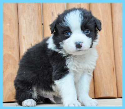 ボーダーコリー　ブラック＆ホワイト　オス　子犬販売の専門店　AngelWan　横浜