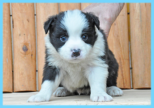 ボーダーコリー　ブラック＆ホワイト　オス　子犬販売の専門店　AngelWan　横浜