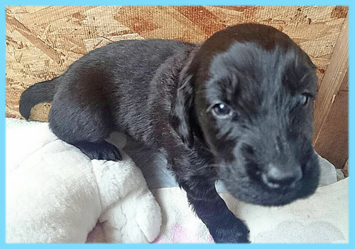 フラットコーテッドレトリバー　ブラック　オス　子犬販売の専門店　AngelWan　横浜