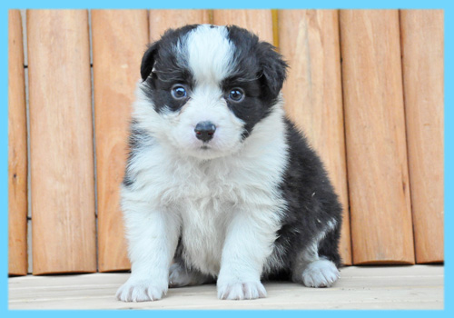 ボーダーコリー ブラック&ホワイト オス 子犬販売の専門店 AngelWan 横浜