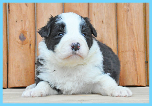 ボーダーコリー ブラック&ホワイト オス 子犬販売の専門店 AngelWan 横浜