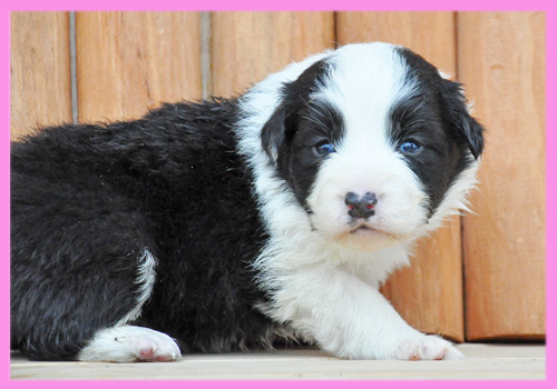 ボーダーコリー　ブラック＆ホワイト　メス　子犬販売の専門店　AngelWan　横浜