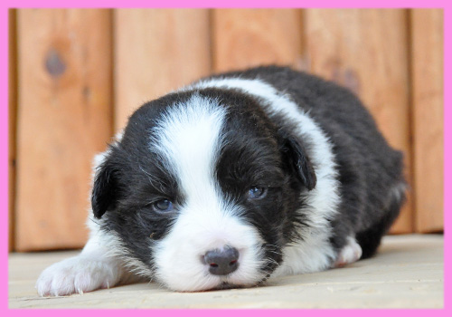 ボーダーコリー　ブラック＆ホワイト　メス　子犬販売の専門店　AngelWan　横浜