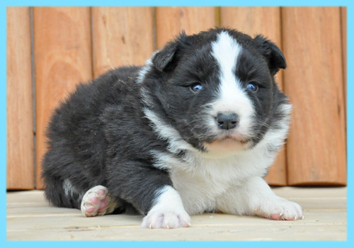 ボーダーコリー　ブラック＆ホワイト　オス　子犬販売の専門店　AngelWan　横浜