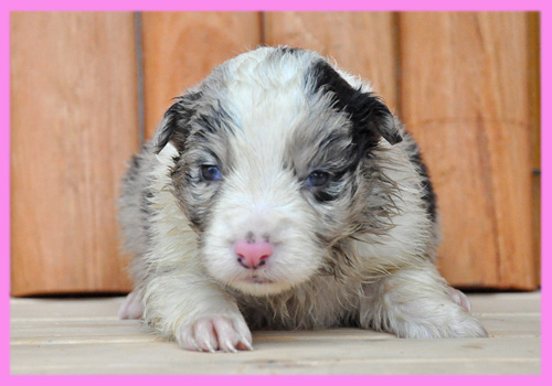 ボーダーコリー　ブルーマール　メス　子犬販売の専門店　AngelWan　横浜