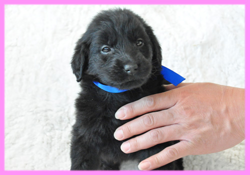 フラットコーテッドレトリバー ブラック メス 子犬販売の専門店 AngelWan 横浜