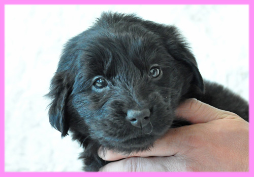 フラットコーテッドレトリバー　ブラック　メス　子犬販売の専門店　AngelWan　横浜