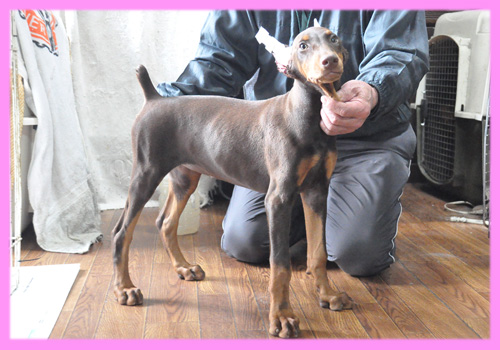 ドーベルマン メス 子犬販売の専門店 AngelWan 横浜