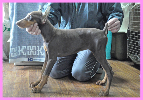 ドーベルマン チョコレートタン メス 子犬販売の専門店 AngelWan 横浜