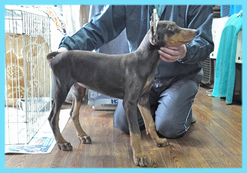 ドーベルマン　チョコレートタン　オス　子犬販売の専門店　AngelWan　横浜