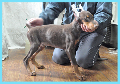 ドーベルマン　チョコレートタン　オス　子犬販売の専門店　AngelWan　横浜
