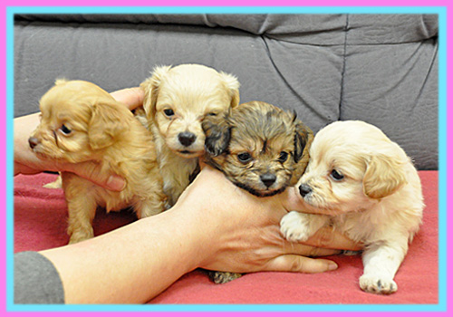 ミックス　チワプー　子犬販売の専門店　AngelWan　横浜