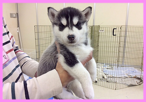 シベリアンハスキー　ブラック＆ホワイト　メス　子犬販売の専門店　AngelWan　横浜