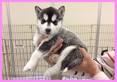 シベリアンハスキー　ブラック＆ホワイト　メス　子犬販売の専門店　AngelWan　横浜