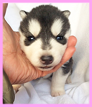 シベリアンハスキー　ブラック＆ホワイト　メス　子犬販売の専門店　AngelWan　横浜