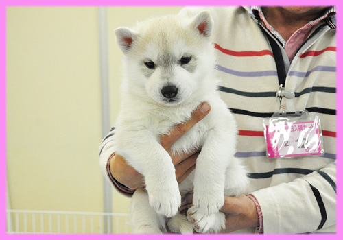 シベリアンハスキー　シルバー＆ホワイト　メス　子犬販売の専門店　AngelWan　横浜
