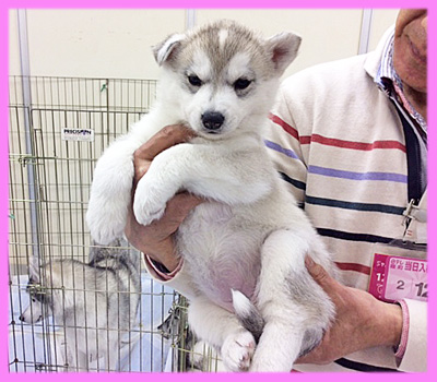 シベリアンハスキー シルバー&ホワイト メス 子犬販売の専門店 AngelWan 横浜