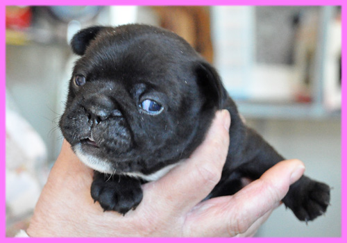 フレンチブルドッグ ダークブリンドル メス 子犬販売の専門店 AngelWan 横浜