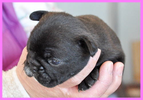 フレンチブルドッグ ダークブリンドル メス 子犬販売の専門店 AngelWan 横浜
