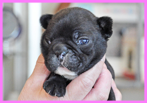 フレンチブルドッグ ダークブリンドル メス 子犬販売の専門店 AngelWan 横浜