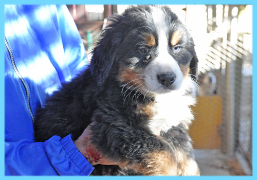 バーニーズマウンテンドッグ　オス　子犬販売の専門店　AngelWan　横浜