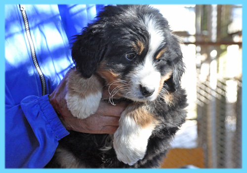 バーニーズマウンテンドッグ　オス　子犬販売の専門店　AngelWan　横浜
