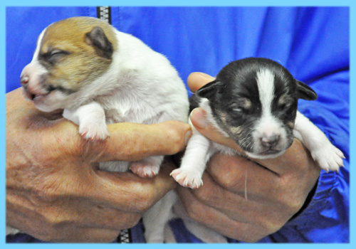 ジャックラッセルテリア　オス　子犬販売の専門店　AngelWan　横浜