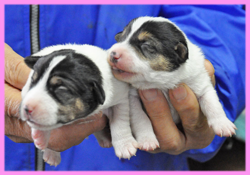 ジャックラッセルテリア　メス　子犬販売の専門店　AngelWan　横浜
