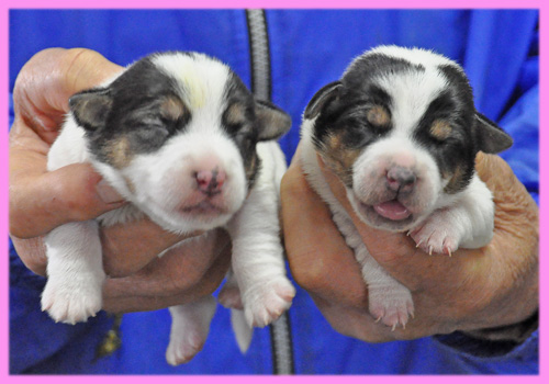 ジャックラッセルテリア　メス　子犬販売の専門店　AngelWan　横浜