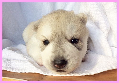 シベリアンハスキー　シルバー＆ホワイト　メス　子犬販売の専門店　AngelWan　横浜