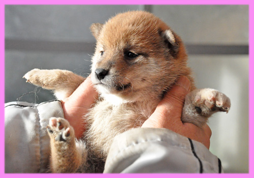 柴犬 赤 メス 子犬販売の専門店 AngelWan 横浜