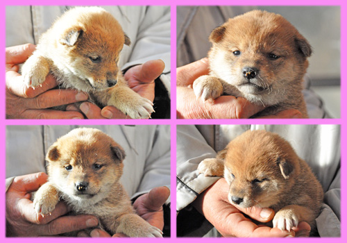 柴犬 赤 メス 子犬販売の専門店 AngelWan 横浜