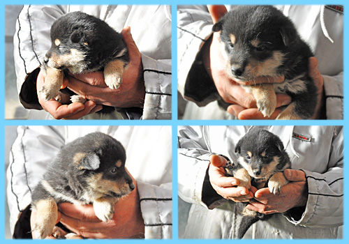 柴犬 黒 オス 子犬販売の専門店 AngelWan 横浜