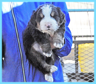バーニーズマウンテンドッグ　オス　子犬販売の専門店　AngelWan　横浜